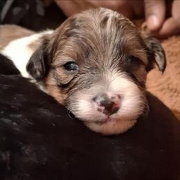 Leonardo - Brindle male Companion Cross puppy in Macon, Georgia from Shipoo Lane