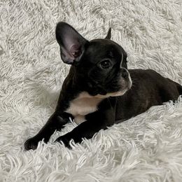 Bulldog and French Bulldog Puppies from Romanov’s  Bulldogs