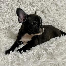 Bulldog and French Bulldog Puppies from Romanov’s  Bulldogs