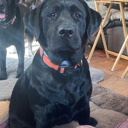 Kona - Labrador Retriever