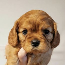 Cavalier King Charles Spaniels from Casa de Cavaliers
