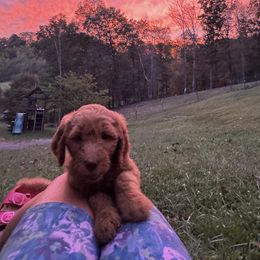 Goldendoodle Puppies from Dani’s Doodles