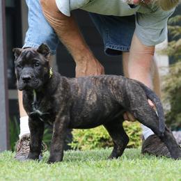 Yellow Collar - Tiger female Perro de Presa Canario puppy in Pocahontas, Illinois from Cabeza Grande Kennel