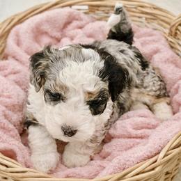 Nova - Merle female Goldendoodle puppy in North Branch, Michigan from Graceful Miniature Goldendoodles
