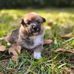 Teddy Girl - Sable female American Corgi puppy in Tallahassee, Florida from Koko's Korgis