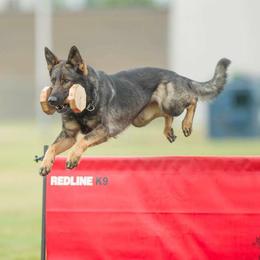 German Shepherds from Vom Haus Weinbrand