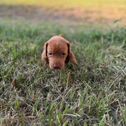 Girl 1 - Golden rust female Vizsla puppy in Blythewood, South Carolina from Mickle Farm Vizslas