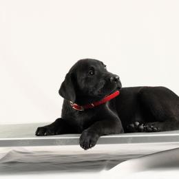 Viper - Black male Labrador Retriever puppy in Morrilton, Arkansas from Ancient Dogges Performance Dogs