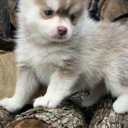 Pomsky Puppies from Ritzy Puppies