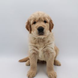 Golden Retriever Puppies from Wild Hearts Goldens