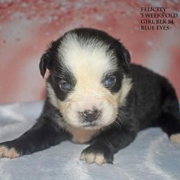 Felicity - Black & white female Miniature Australian Shepherd puppy in Patterson, North Carolina from DreamLine Aussies