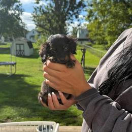 Jaxx - Black and tan male Dachshund puppy in Mansfield, Ohio from Ohio House of Frenchies and Mini Dachshunds