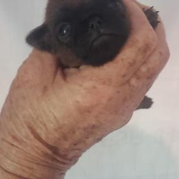 Andy - Red male Brussels Griffon puppy in Nc, Florida from Brusseluv2