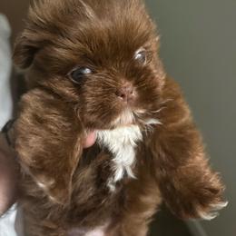 Nelly - Chocolate female Shih Tzu puppy in Azusa, California from RJ Shih Tzu lover