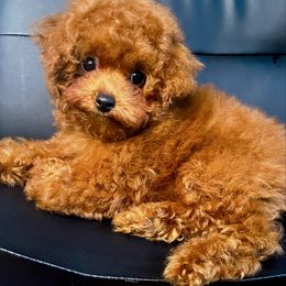 Boy - Red  male Poodle puppy in Marietta, Georgia from Toy Poodles by Iryna
