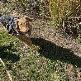 Doc - Airedale Terrier