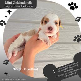 Niblet - Parti female Goldendoodle puppy in Fort Lupton, Colorado from Puppy Paws Colorado