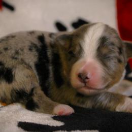 Ford - Blue merle male Miniature Australian Shepherd puppy in Menomonee Falls, Wisconsin from Hunt N Oaks