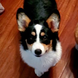 Reba - Pembroke Welsh Corgi