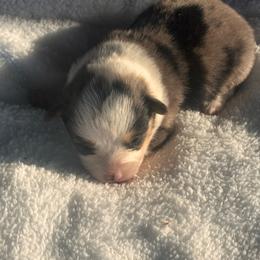 Girl 1 - Black and tan female Corgipoo puppy in Junction, Utah from Sugar Doodles