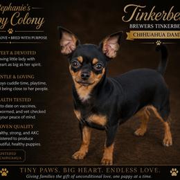 Tinkerbell - Chihuahua
