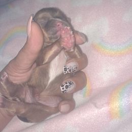 Shih Tzu Puppies from N.F.S.T Imperial ShihTzu Puppies.