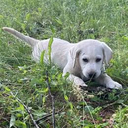 Tinker - Yellow female Labrador Retriever puppy in Davenport, New York from New England Premier English Labradors