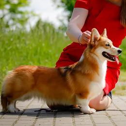 Pembroke Welsh Corgis from Berry Hill Corgis