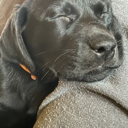 Labrador Retriever Puppies from Dinas Duck Dogs