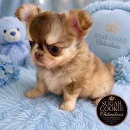 Chihuahua Puppies from Sugar Cookie Chihuahuas