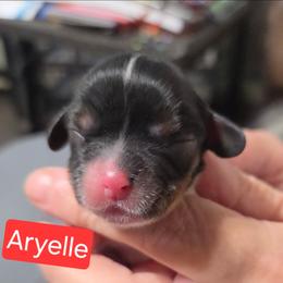 Aryelle - Tri-color female Cavalier King Charles Spaniel puppy in Wahiawa, Hawaii from Kakazu King Charles Cavaliers