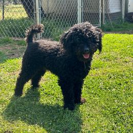 Boss - Poodle