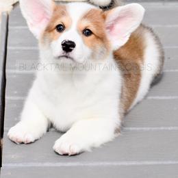 American Corgi and Pembroke Welsh Corgi Puppies from Blacktail Mountain Corgis