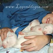 "Dogo Argentino puppies for sale" Dogo Argentino Puppies from Legend Dogos Dogo Argentinos