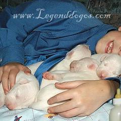 "Dogo Argentino puppies for sale" Dogo Argentino Puppies from Legend Dogos Dogo Argentinos