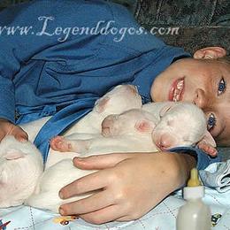 "Dogo Argentino puppies for sale" Dogo Argentino Puppies from Legend Dogos Dogo Argentinos