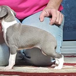 Girl 1 - Blue female Italian Greyhound puppy in Phillips, Maine from Maplewood Italian Greyhounds