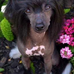 Romeo  - Chinese Crested