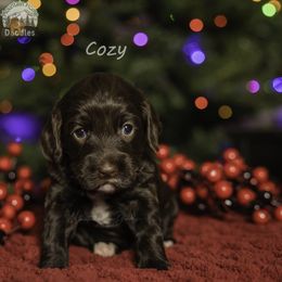 Brown Collar - Chocolate female Australian Labradoodle puppy in Cashmere, Washington from Mountain Home Doodles
