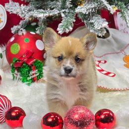 Cindy Lou - Sable female Pembroke Welsh Corgi puppy in Charleston, Arkansas from Hilltop Corgis