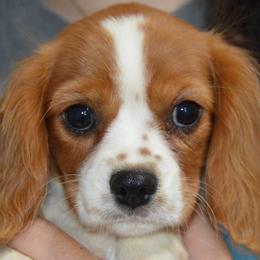 Cate - Blenheim female Cavalier King Charles Spaniel puppy in Bowman, Georgia from Mid Lake Cavaliers