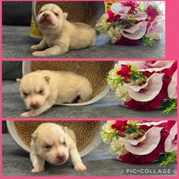 Sanji - Red and white male Siberian Husky puppy in Canton, Ohio from Bleu Skies Siberian Huskies