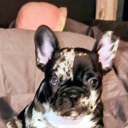 Maddie - Tricolors female French Bulldog puppy in Victorville, California from French Bulldog