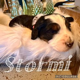 Stormi - female Australian Mountain Doodle puppy in Chattanooga, Tennessee from Scenic City Doodles