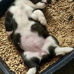 American Corgi Puppies from 5H Corgis