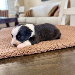 Tex - Black tri male Toy Australian Shepherd puppy in Payson, Utah from Spring Creek Aussies + Corgis