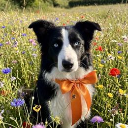 KJ - Australian Shepherd