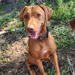 Whiskey - Vizsla