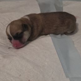Red boy 1 - Red male Pembroke Welsh Corgi puppy in Lebanon, Pennsylvania from Salted Rim Corgis