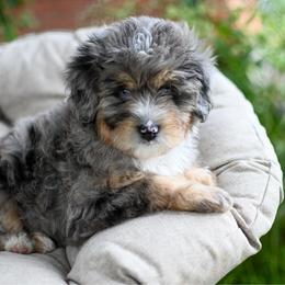 Holland - Merle female Bernedoodle puppy in Ogden, Utah from Stanger Farms